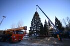 Employees cut down a 96-year-old fir tree that will be put up at the Moscow Kremlin's Cathedral Square this New Year and Christmas, in the woods of the Naro-Fominsk District, outside Moscow, Russia. The 25-meter high tree will be delivered to Moscow on December 11.
Location: Russia, Moscow region. Author: Evgeny Odinokov/Sputnik. Russia New Year Preparations