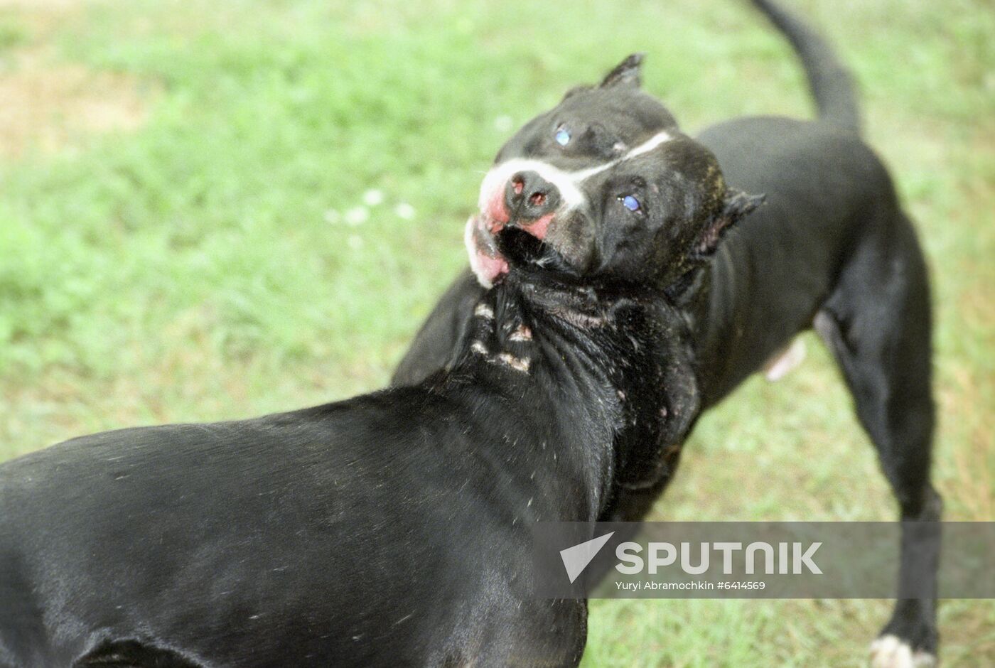 Dog fights in Moscow