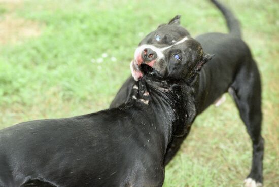 Dog fights in Moscow