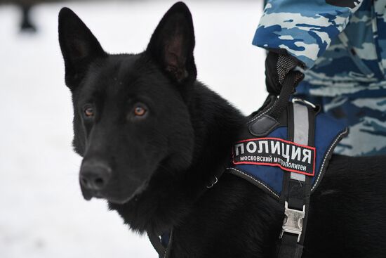 Russia Canine Service