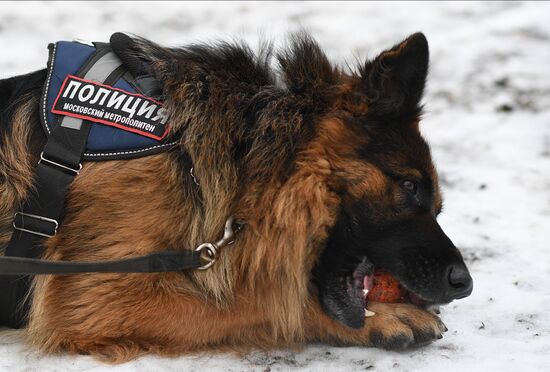 Russia Canine Service