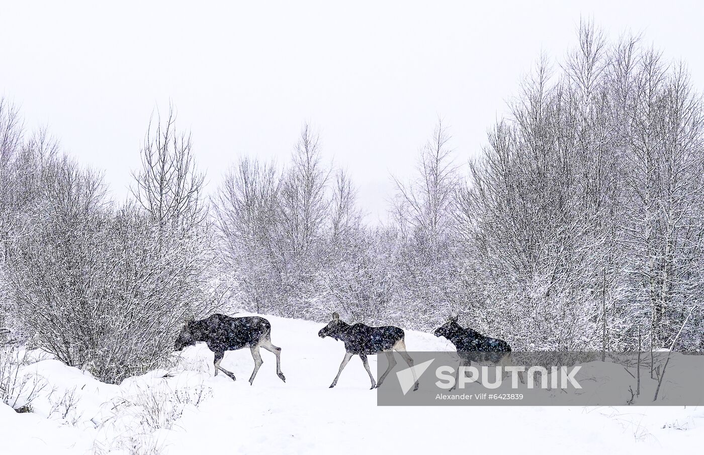 Russia Winter