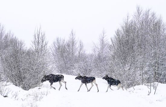 Russia Winter