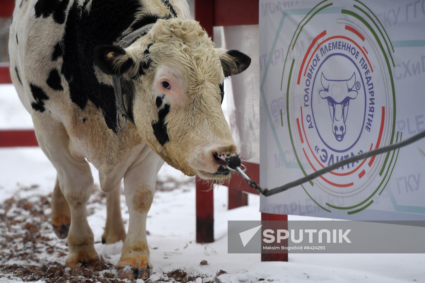 Russia Cattle Breeding