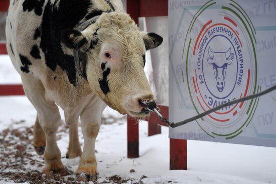 Russia Cattle Breeding