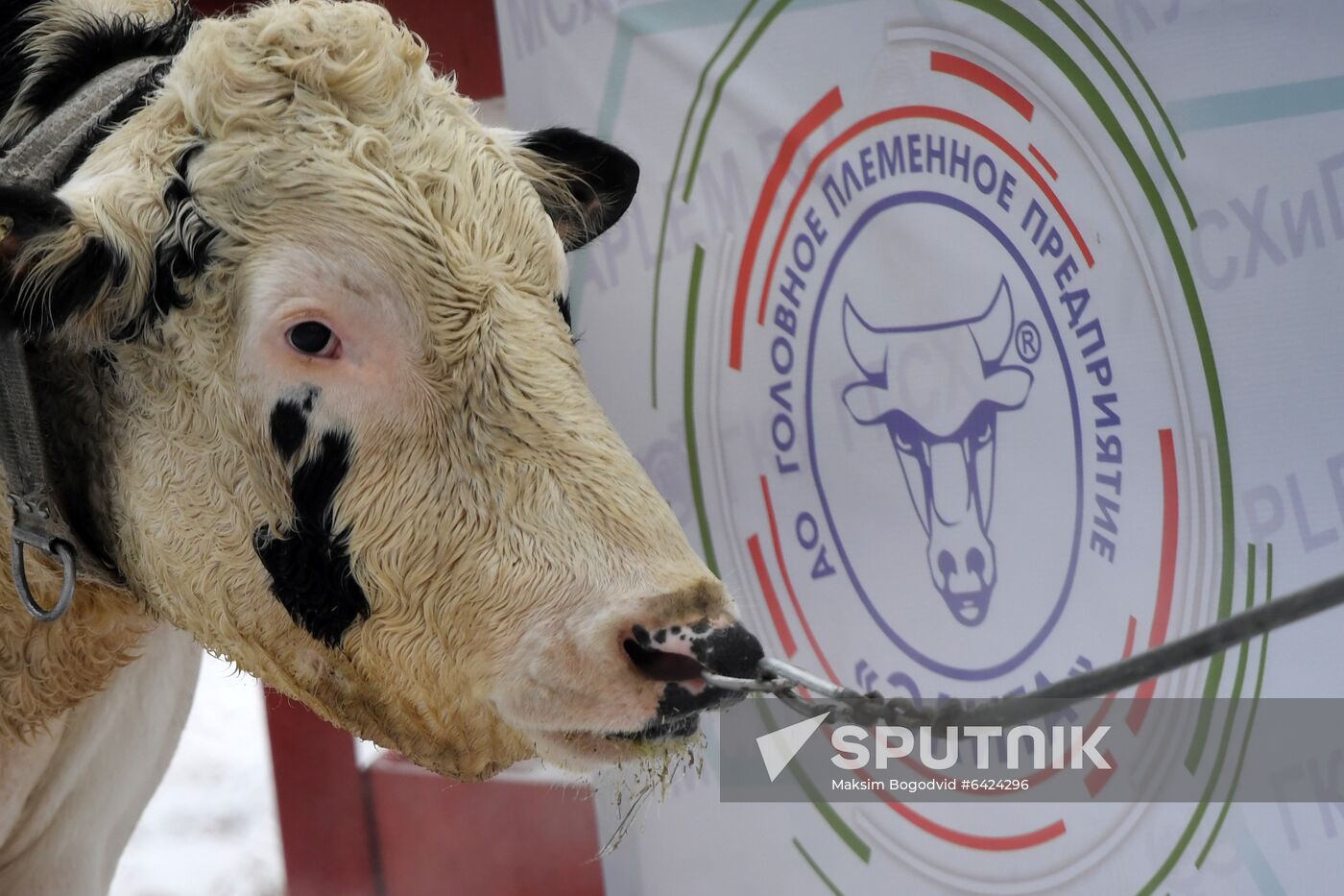 Russia Cattle Breeding