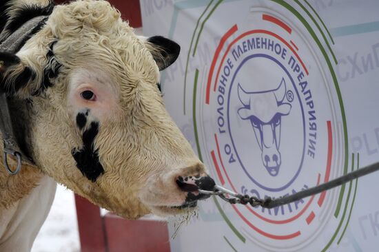 Russia Cattle Breeding