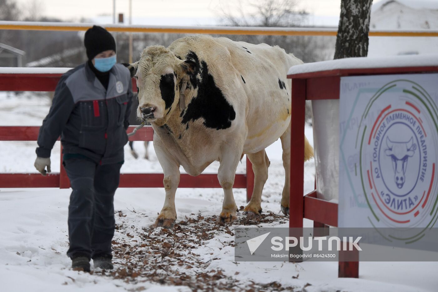 Russia Cattle Breeding