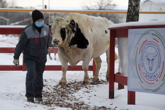 Russia Cattle Breeding