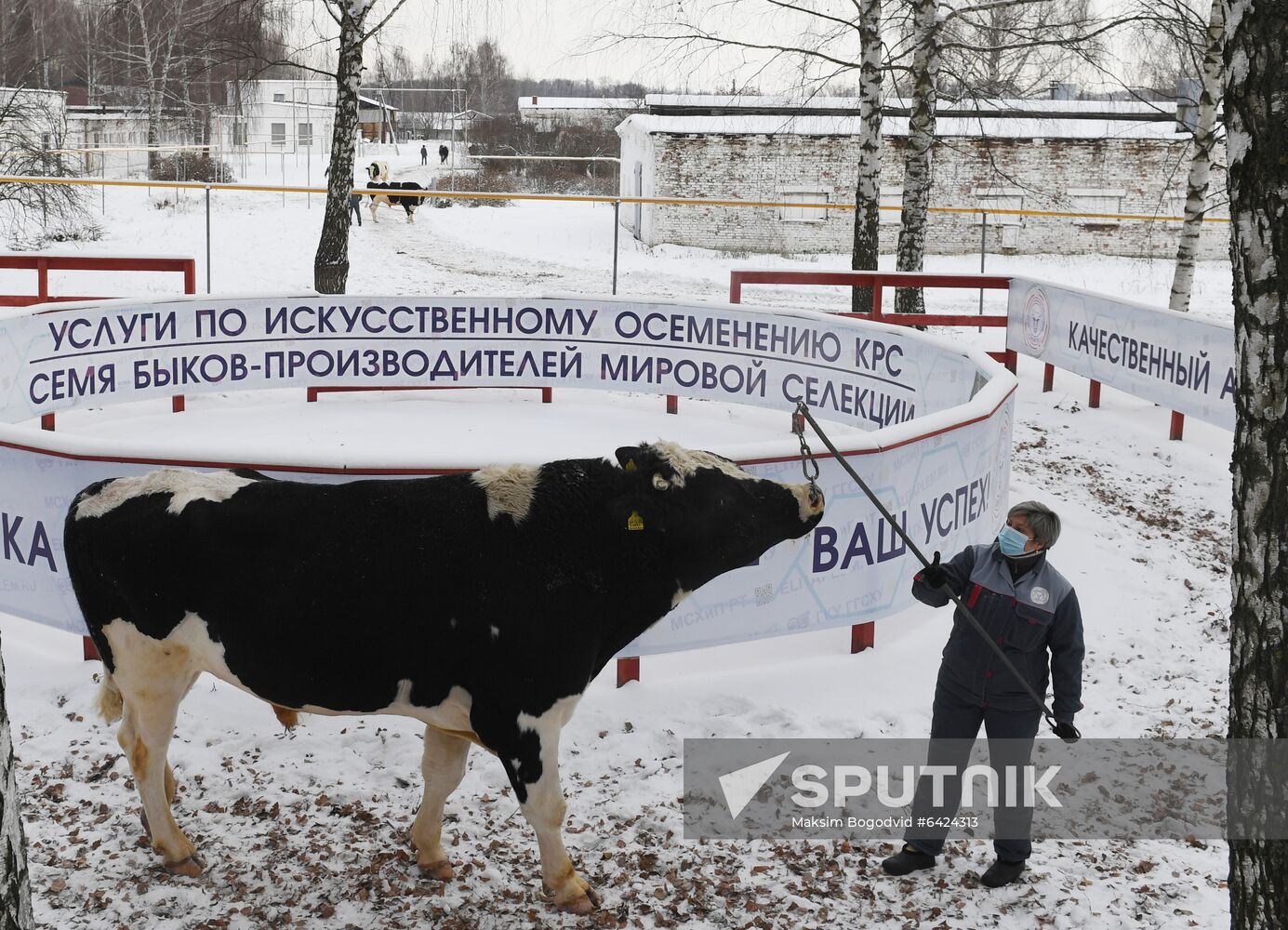 Russia Cattle Breeding