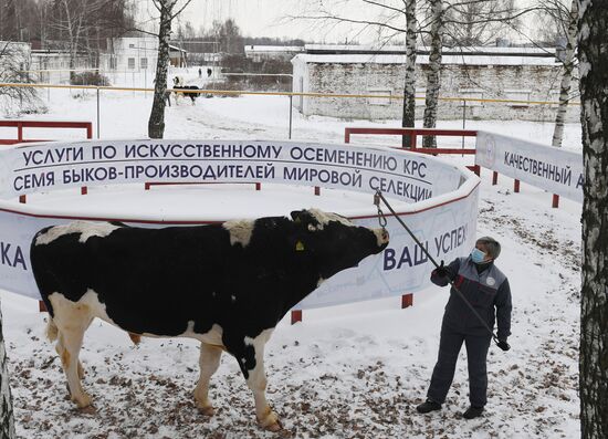 Russia Cattle Breeding