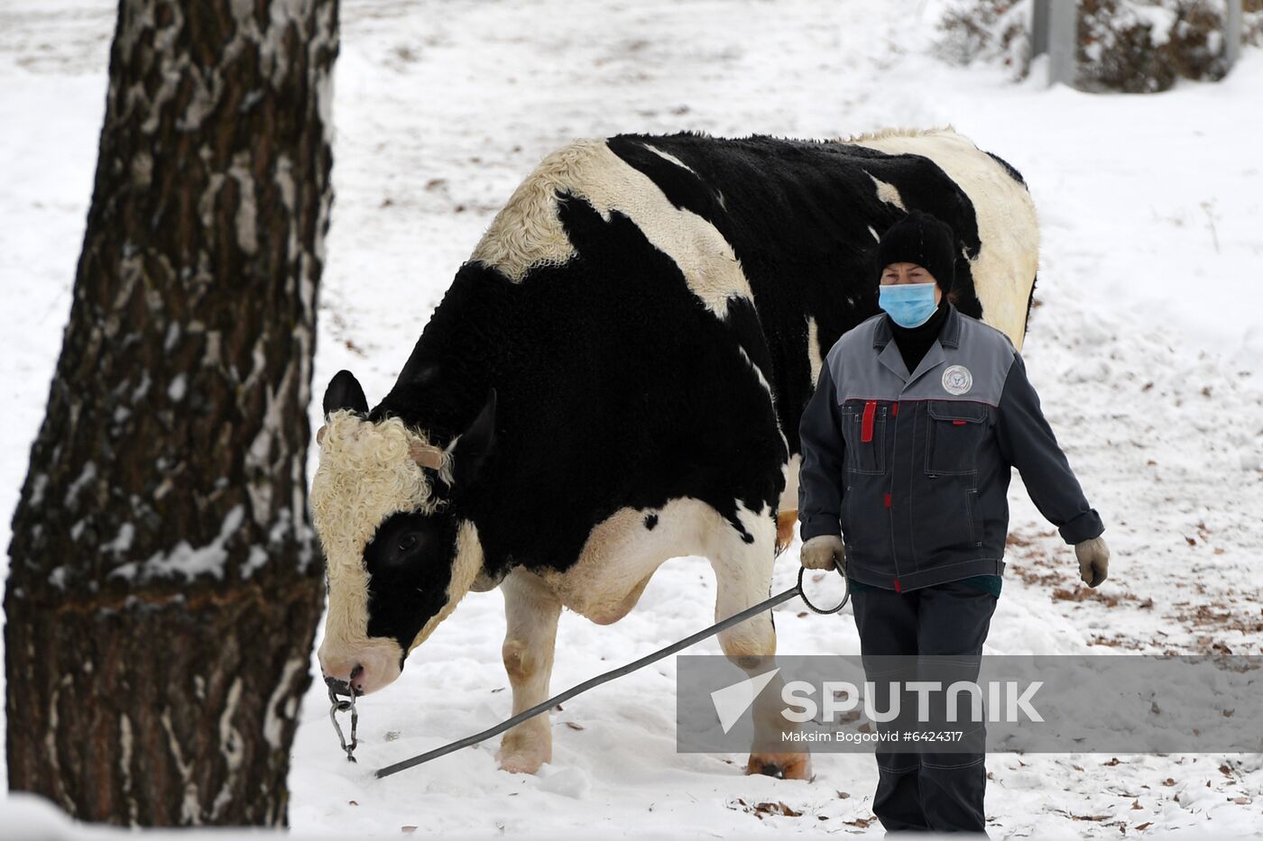 Russia Cattle Breeding