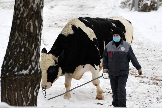 Russia Cattle Breeding