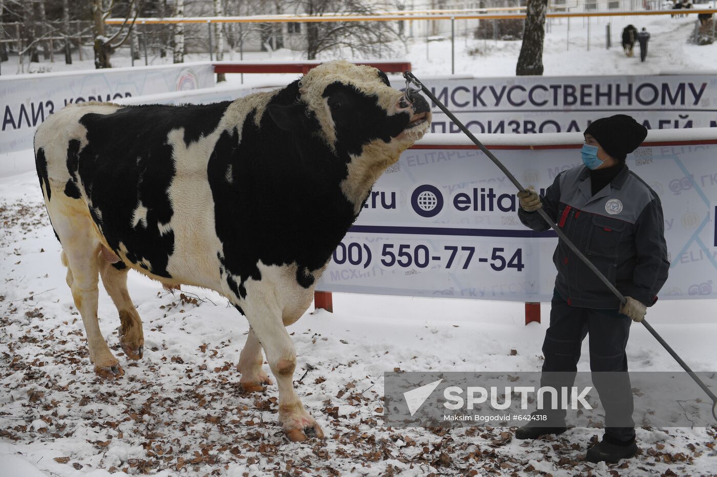 Russia Cattle Breeding