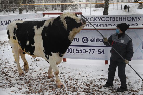 Russia Cattle Breeding