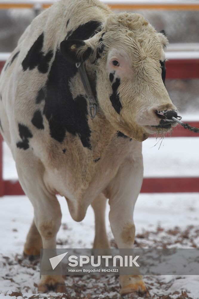 Russia Cattle Breeding