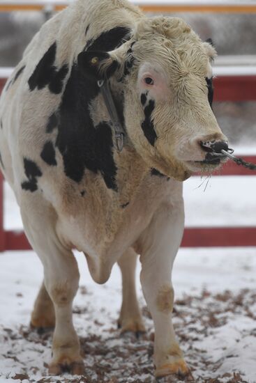 Russia Cattle Breeding