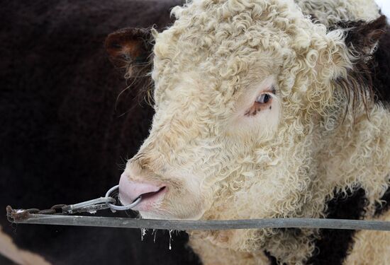 Russia Cattle Breeding