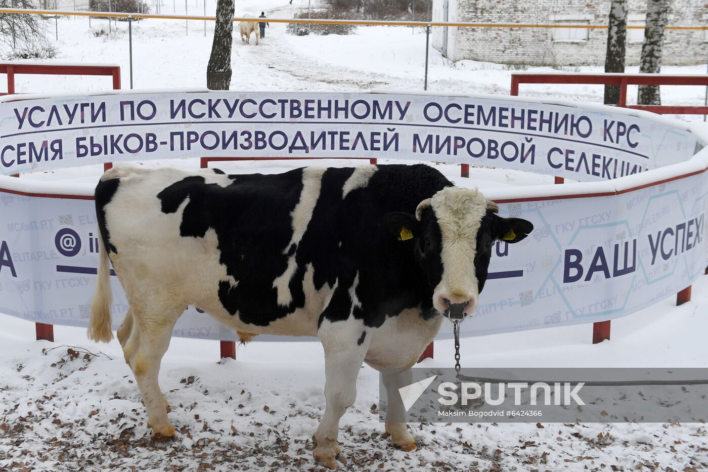 Russia Cattle Breeding