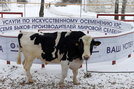 Russia Cattle Breeding