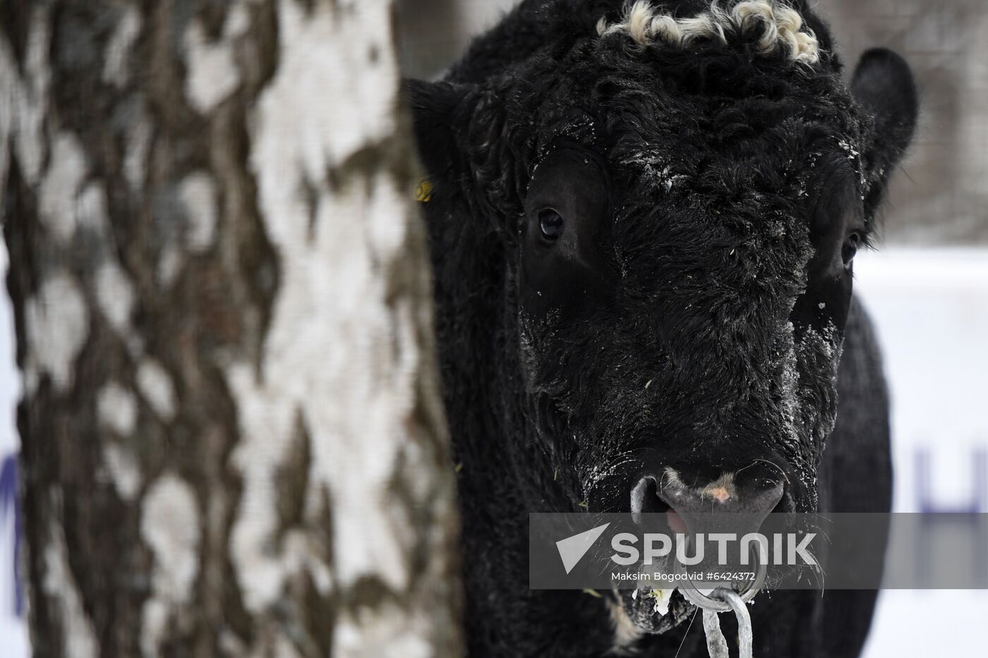 Russia Cattle Breeding