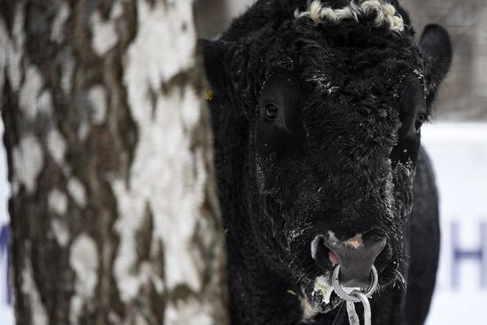 Russia Cattle Breeding