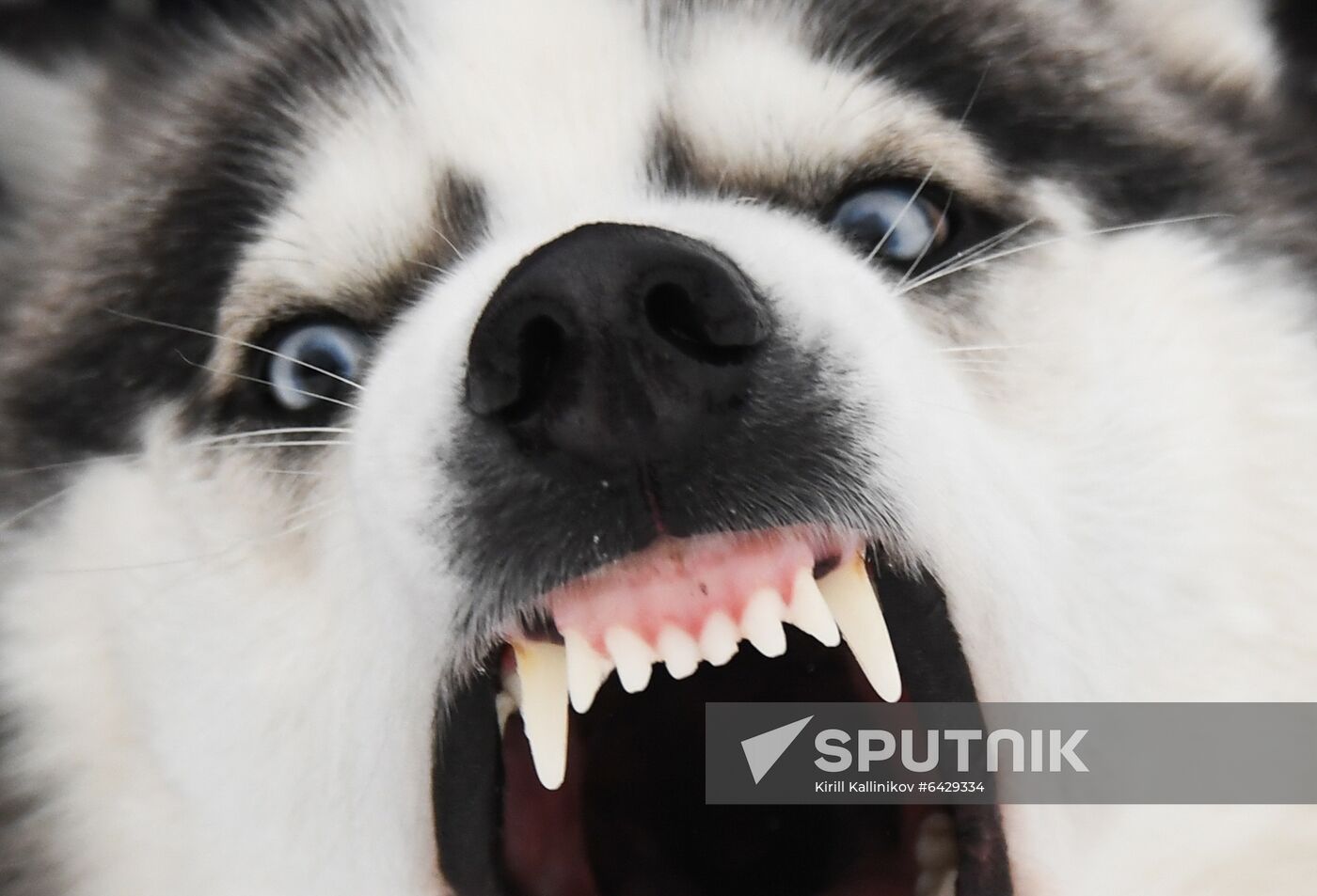 Russia Husky Village