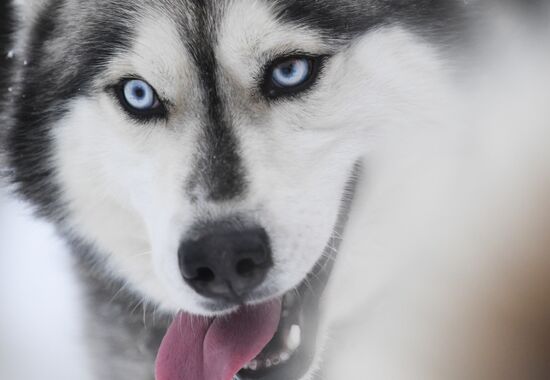 Russia Husky Village 