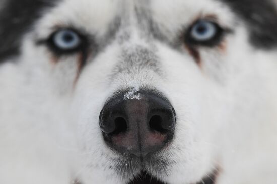 Russia Husky Village 