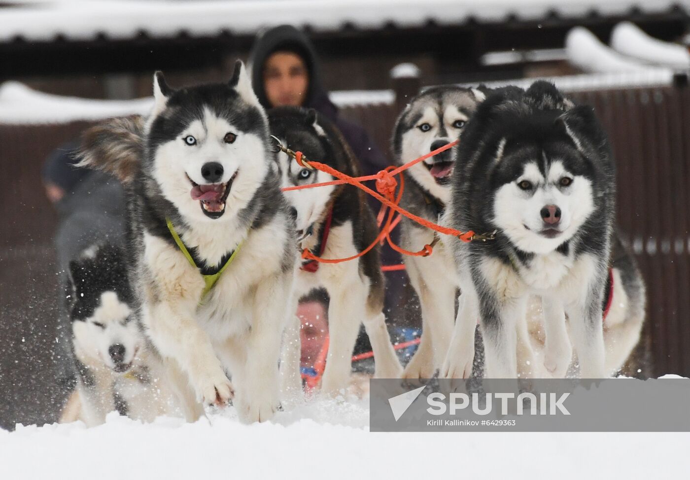 Russia Husky Village 