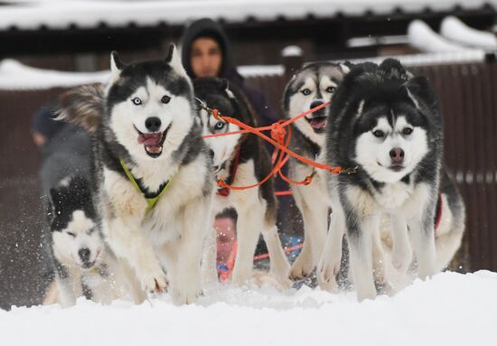 Russia Husky Village 