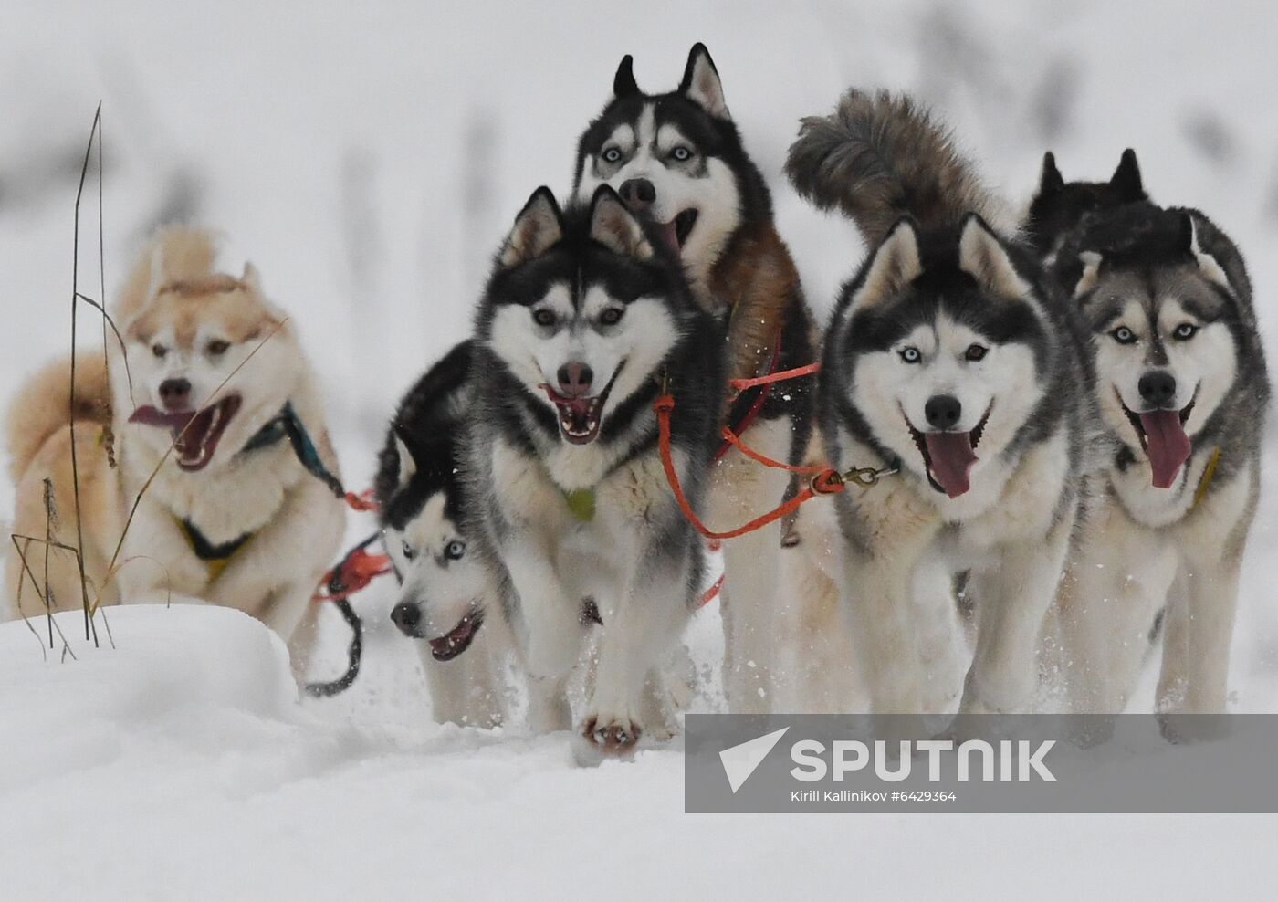 Russia Husky Village 