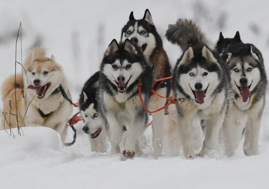 Russia Husky Village 