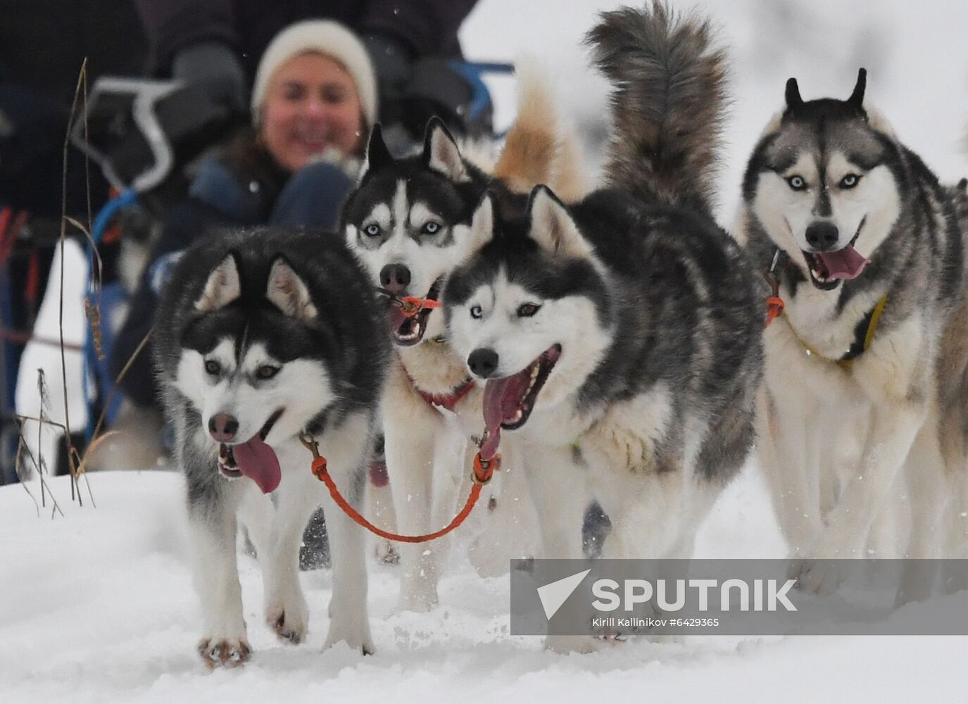 Russia Husky Village 