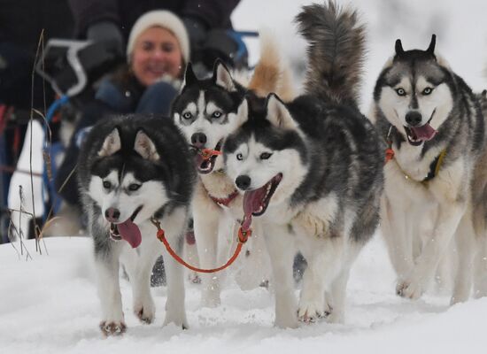 Russia Husky Village 