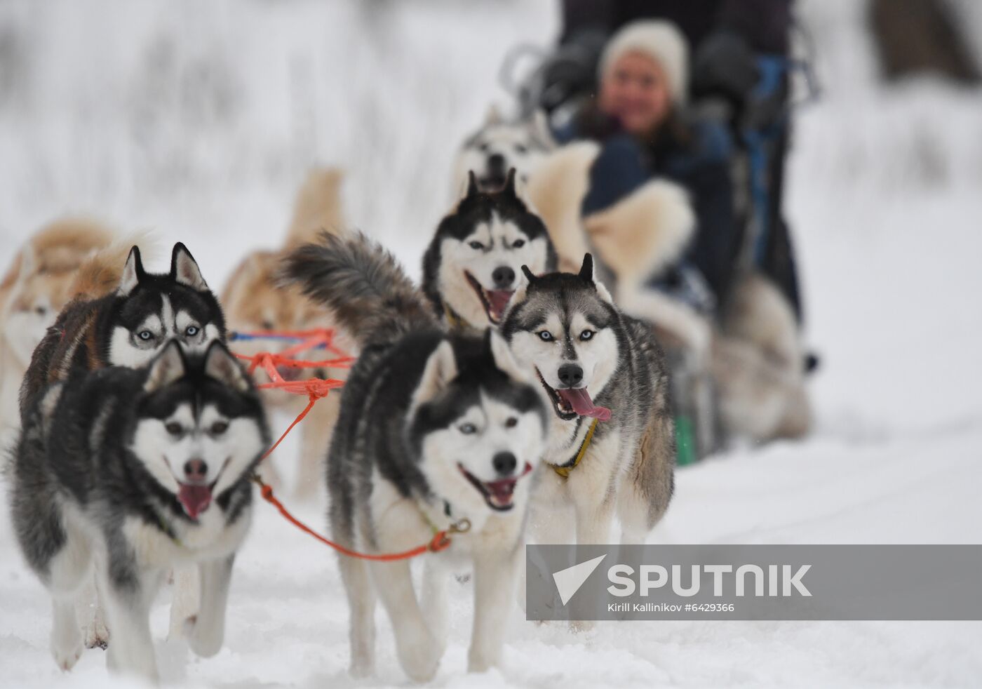 Russia Husky Village 