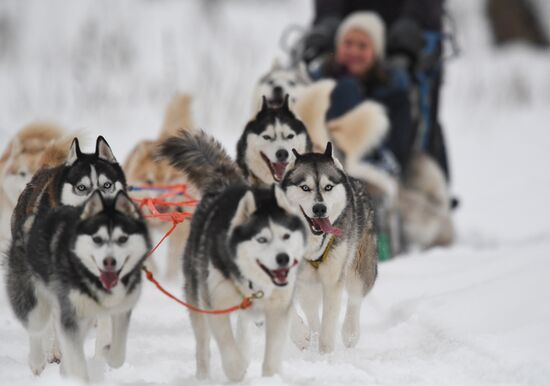 Russia Husky Village 