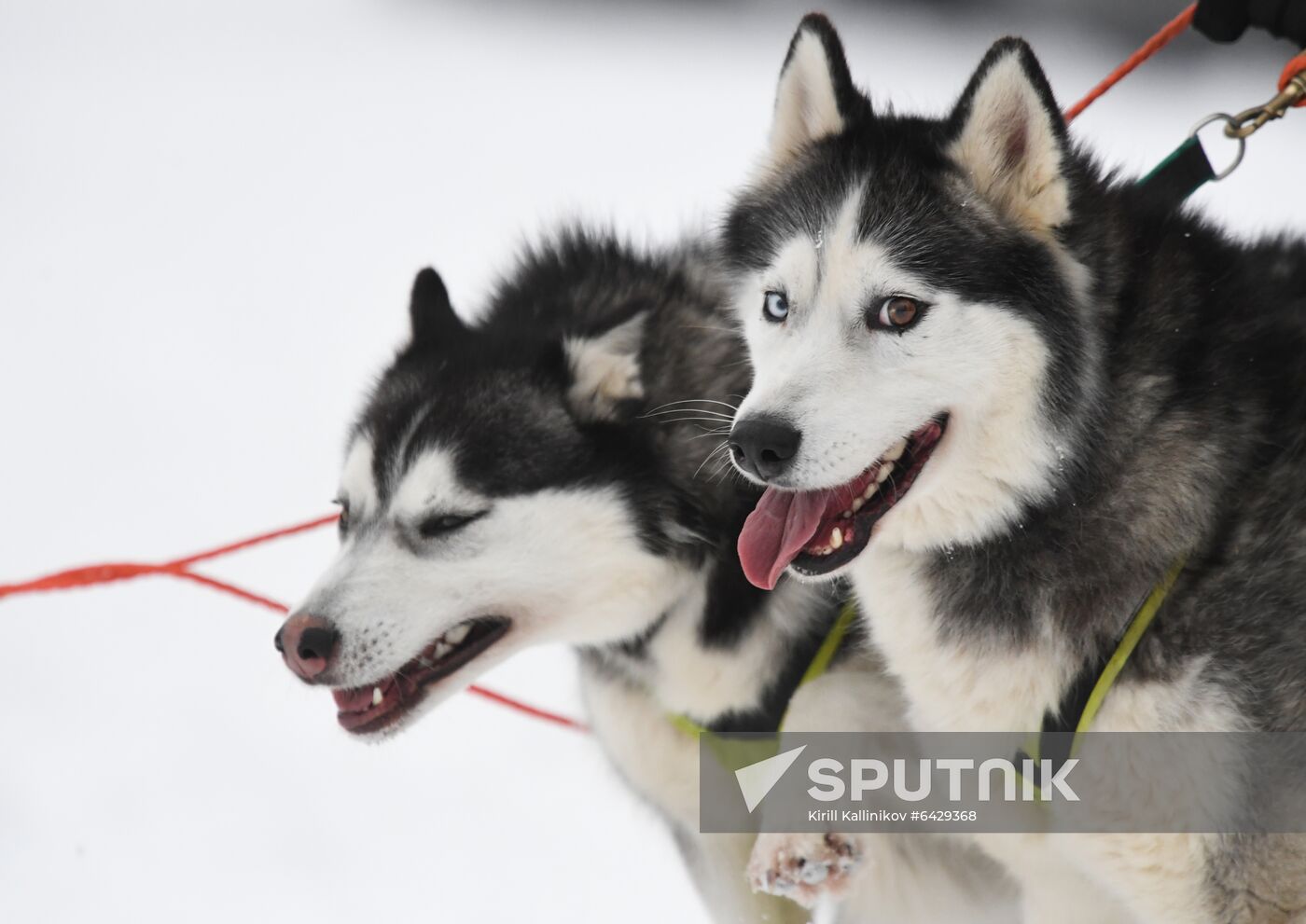 Russia Husky Village 