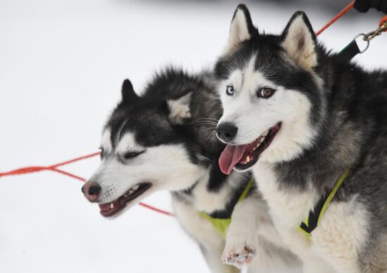 Russia Husky Village 