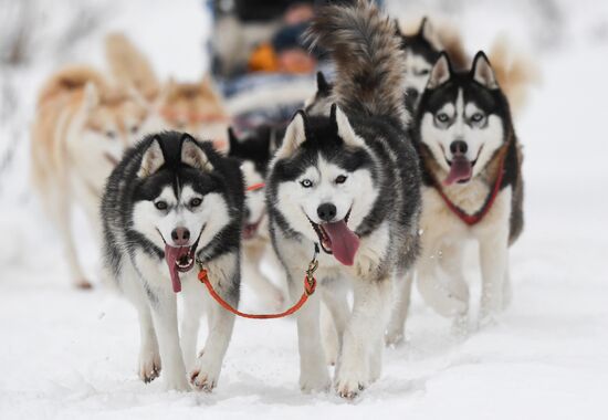Russia Husky Village 