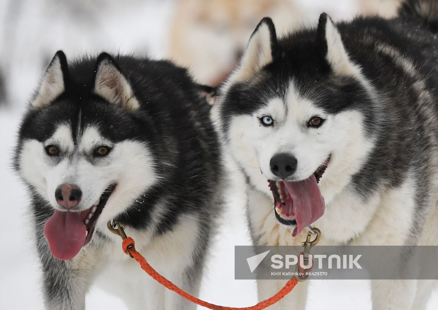 Russia Husky Village 