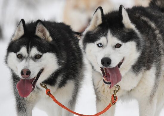 Russia Husky Village 