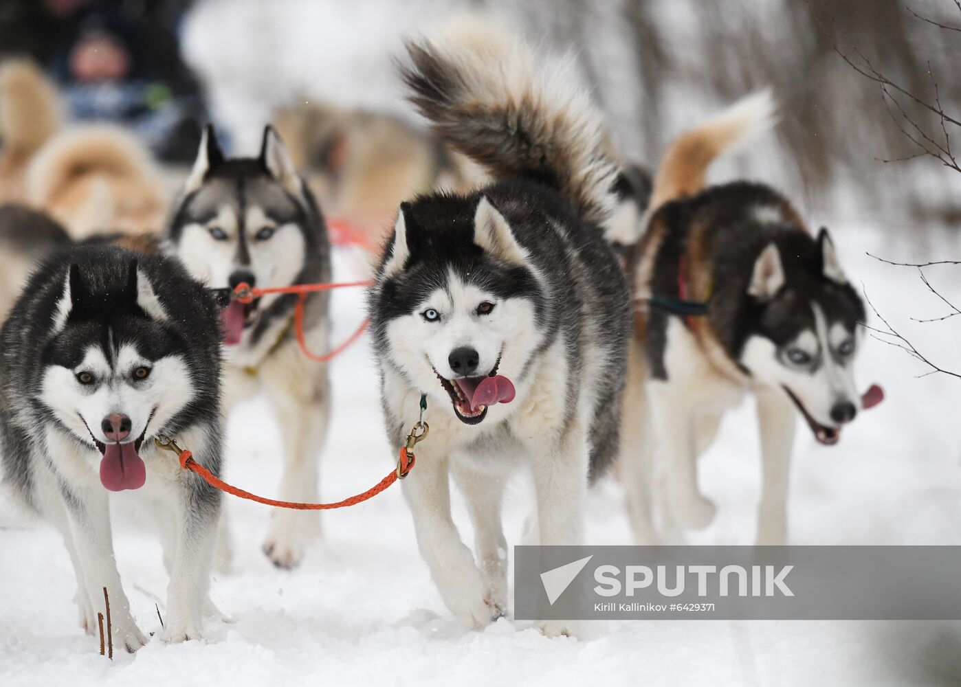 Russia Husky Village 