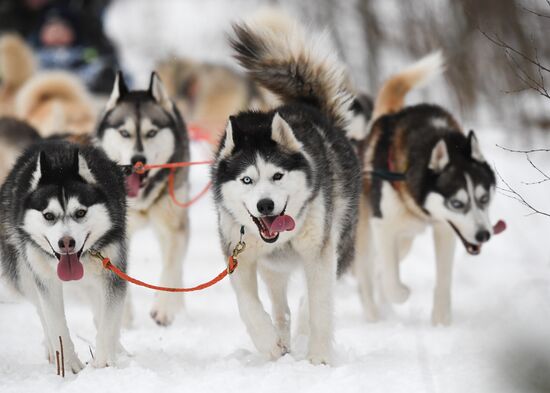 Russia Husky Village 