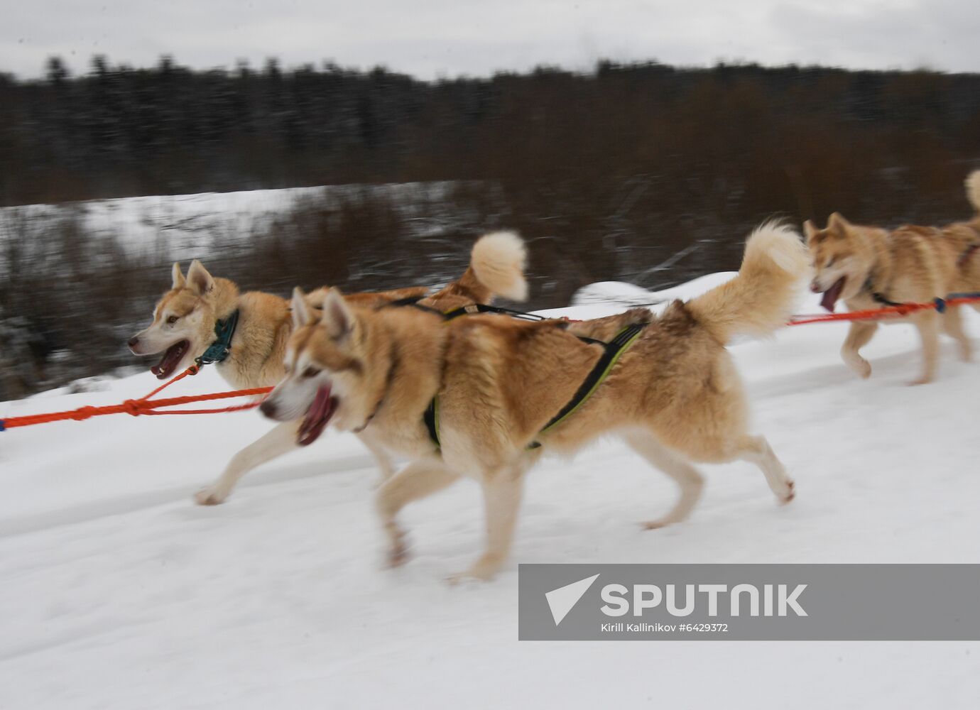 Russia Husky Village 