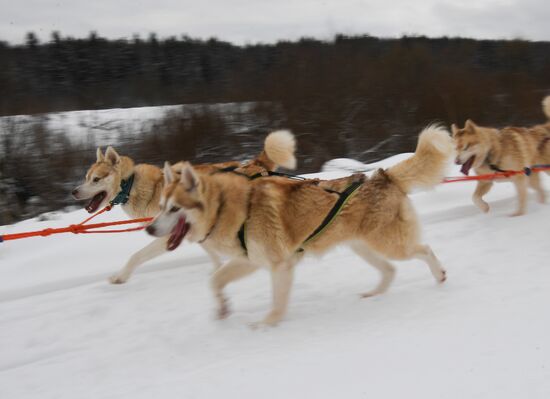 Russia Husky Village 