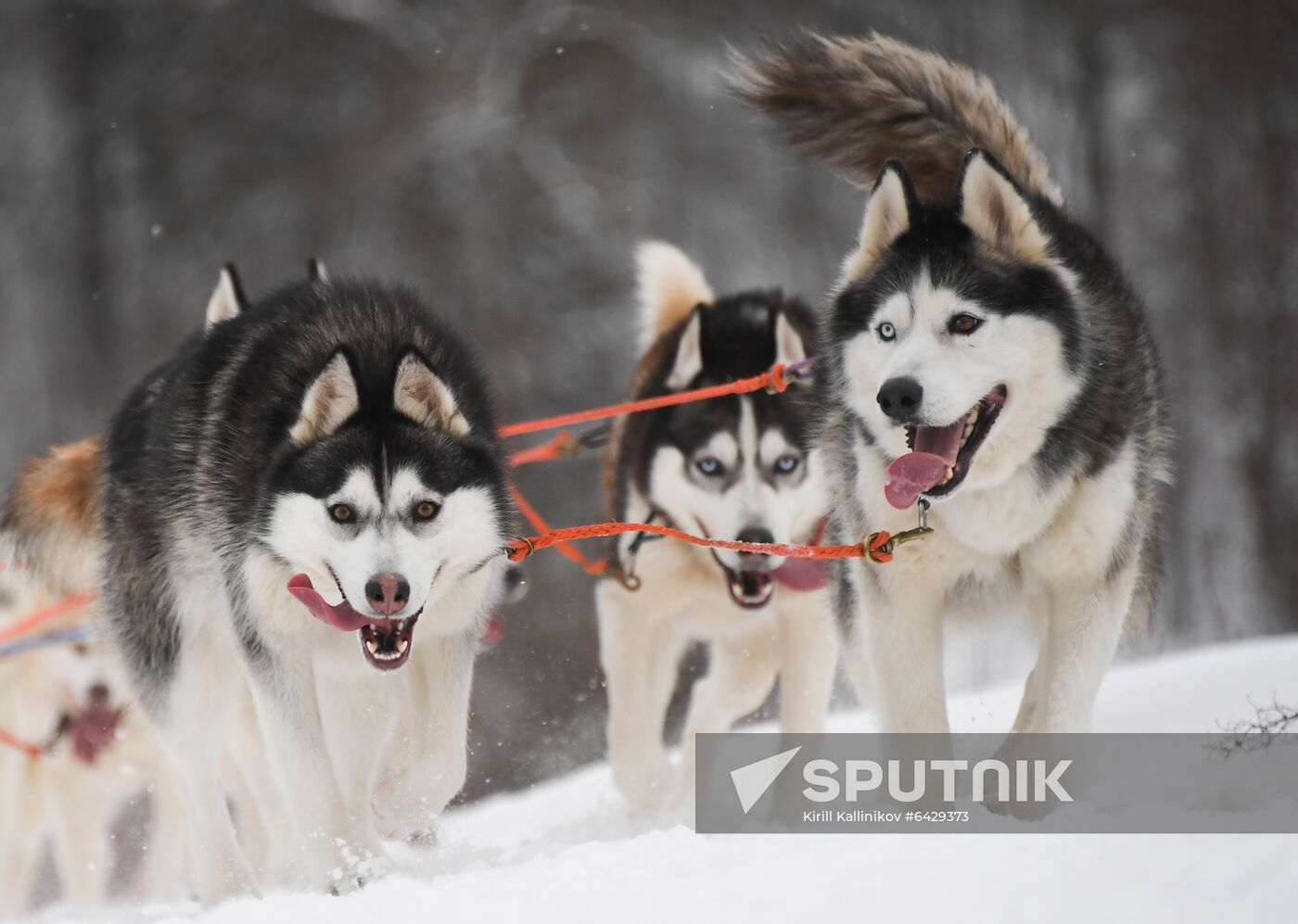 Russia Husky Village 