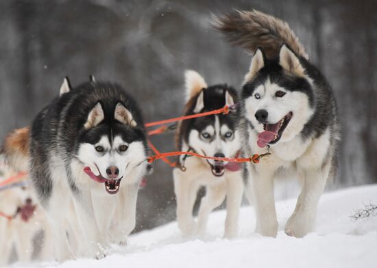 Russia Husky Village 