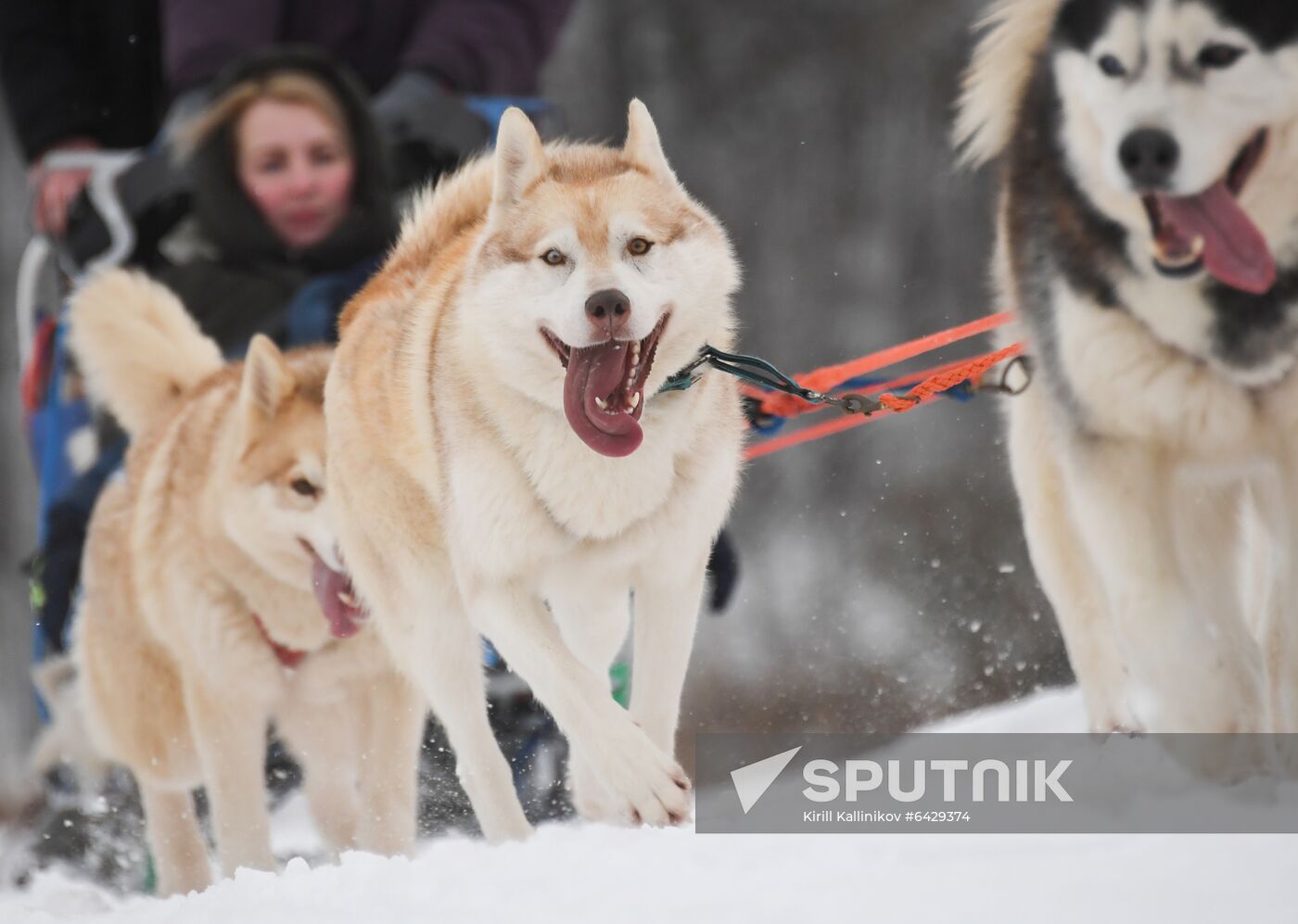 Russia Husky Village 