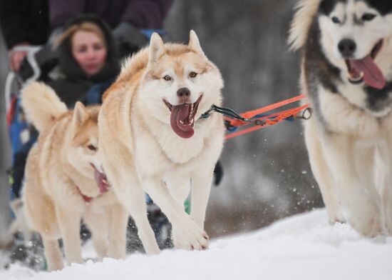 Russia Husky Village 